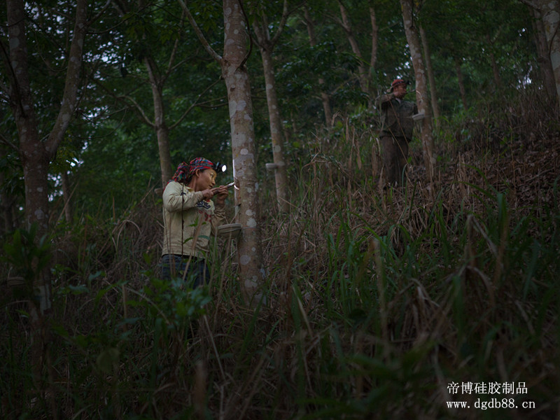 橡膠樹1.jpg