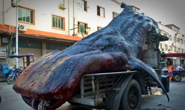 鯨魚